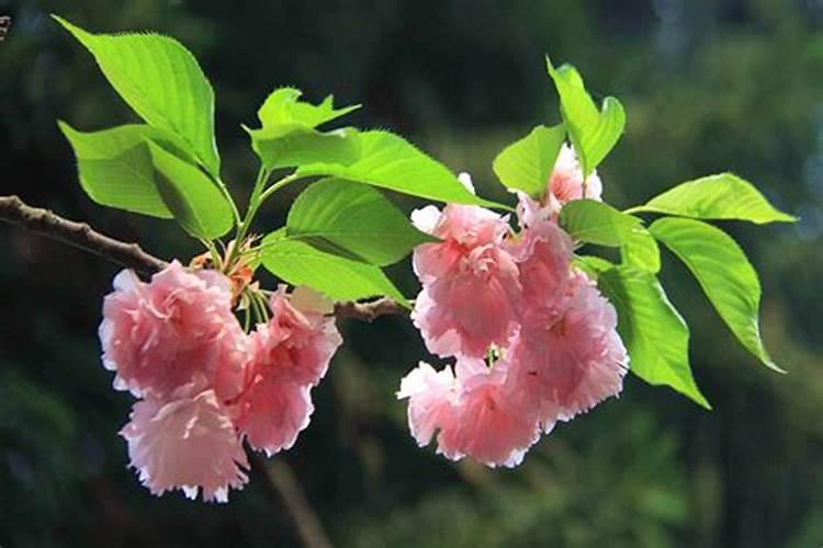 樱花栽培时应该怎样养护管理？