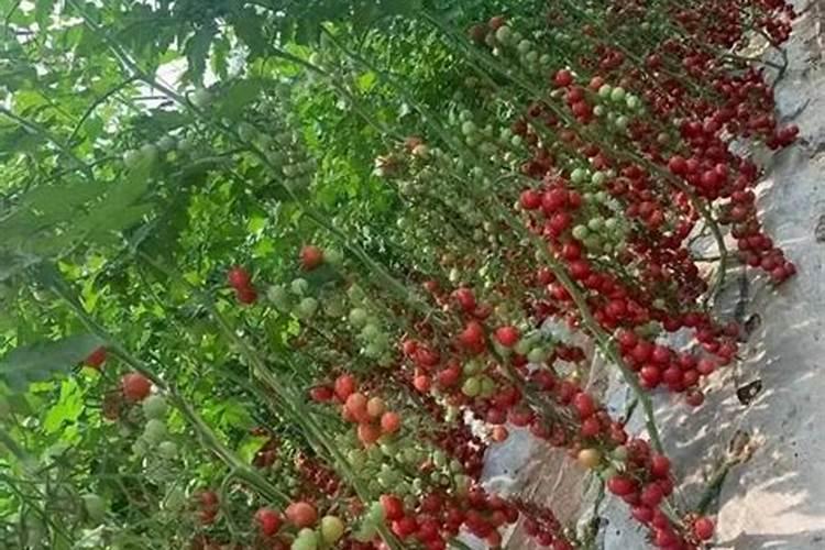 西红柿氮肥过高怎么打叶子呢？