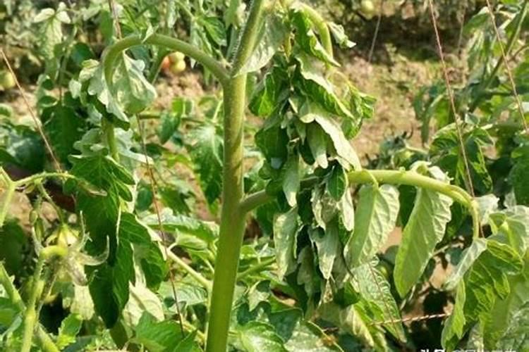 西红柿叶子怎么了？