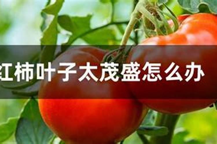 西红柿叶子太茂盛怎么办