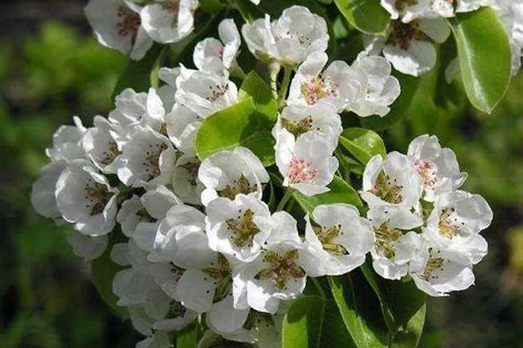 花期不知道能不能施肥？这样做,保花保果效果好!