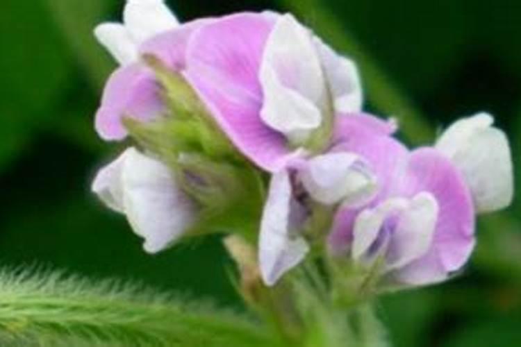 大豆开花期打什么药能保花保果