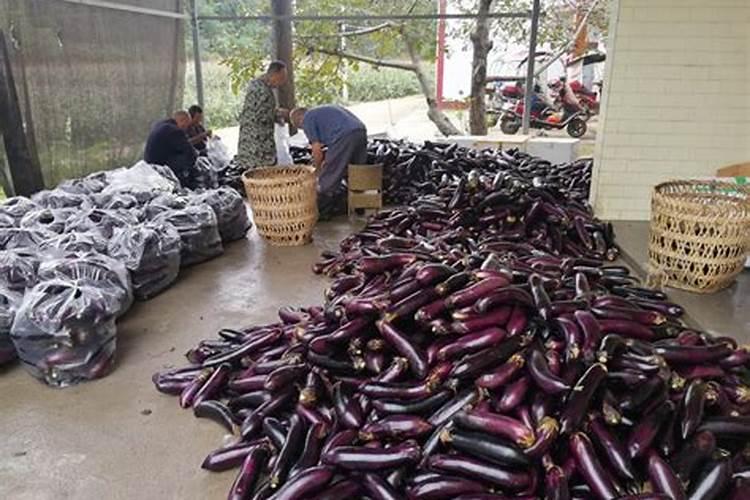 茄子施肥时间和施肥量