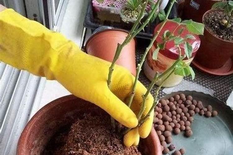 如何给月季花施肥