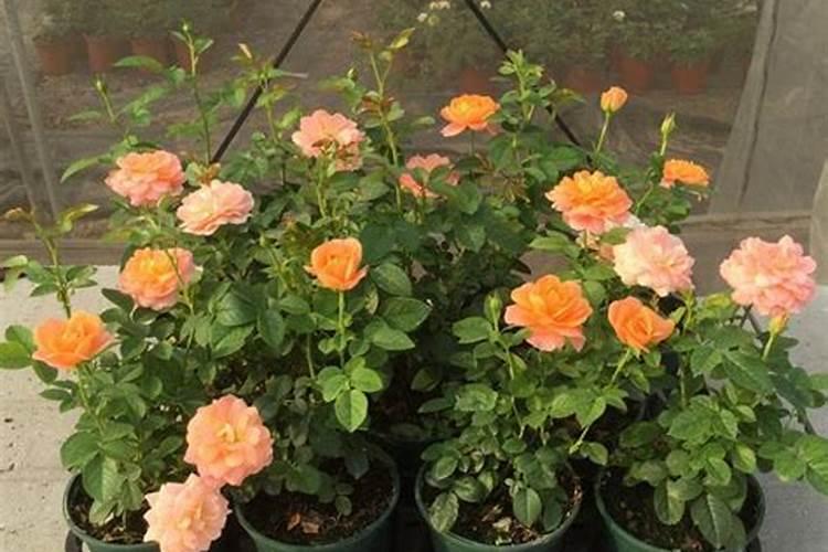 月季的养殖方法和注意事项有哪些