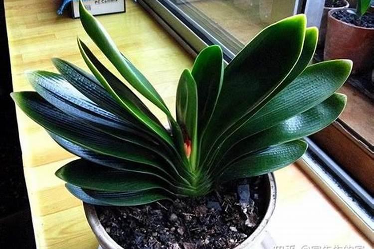 为什么说君子兰不能用氮肥施肥？