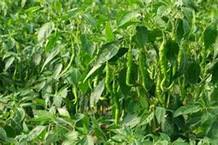 青椒施什么肥最好