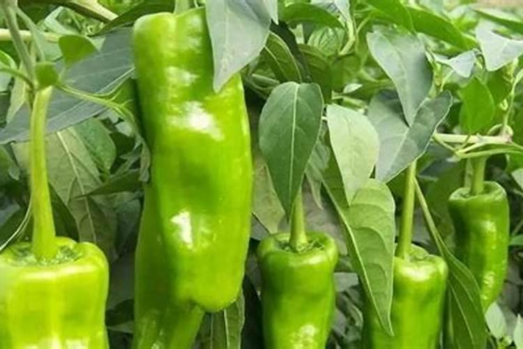 青椒种植方法