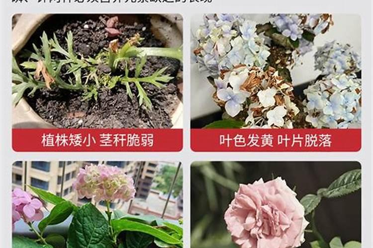 磷钾肥适合哪些花卉使用效果好？