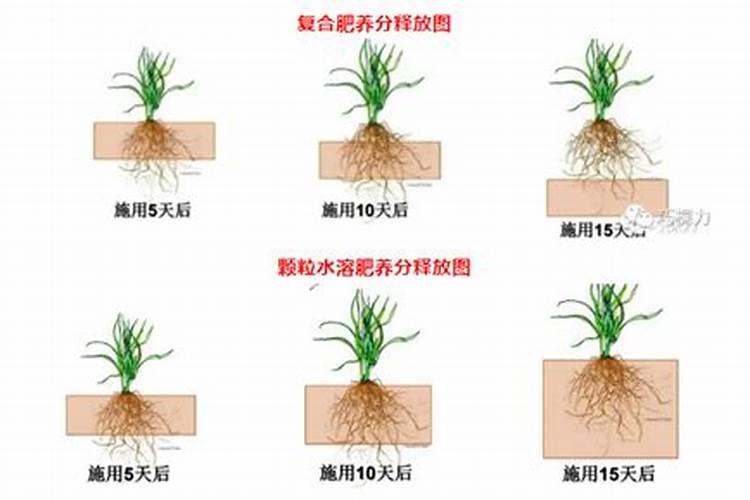 科普颗粒水溶肥的施用方法