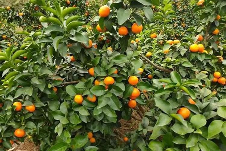 桔子树开花时怎样施肥保果