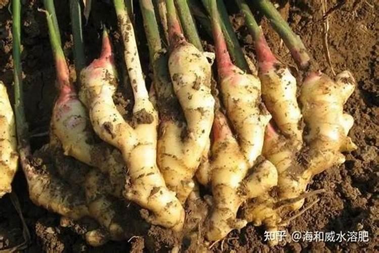 大姜什么时候使用大量元素水溶肥？