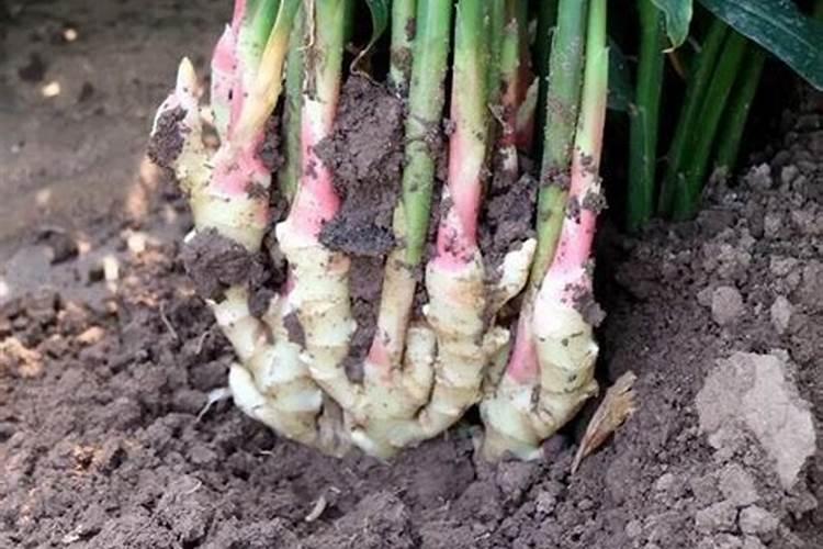 生姜栽培方法总结 浇水与追肥要注意什么