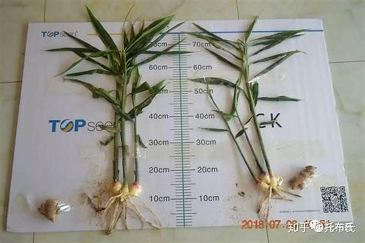 生姜膨大期营养管理要点