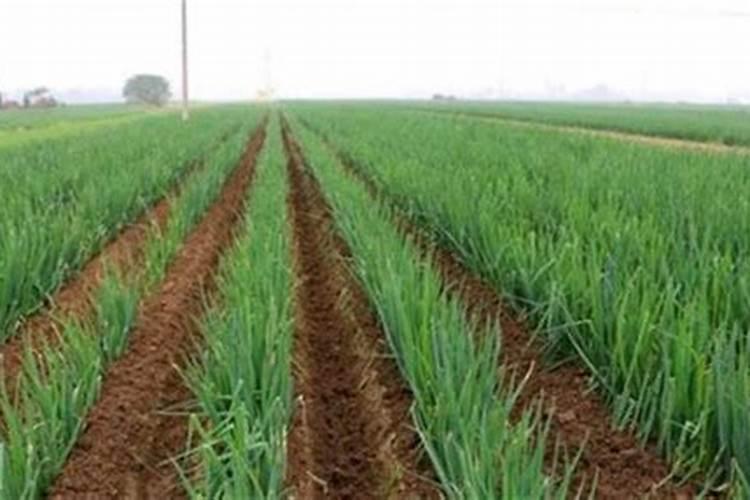 生姜大葱如何施肥 生姜大葱施肥方法及时间