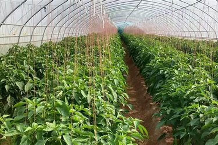 大棚种植的辣椒可以喷雾磷酸二氢钾加硼肥和芸苔素内酯一起打吗？