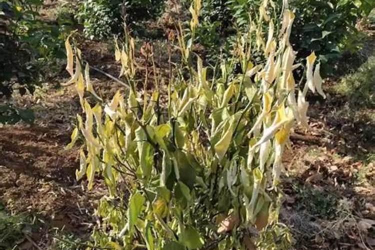 中药材追肥用什么肥料好？中药材壮根肥哪家好？中药材用什么叶面肥？