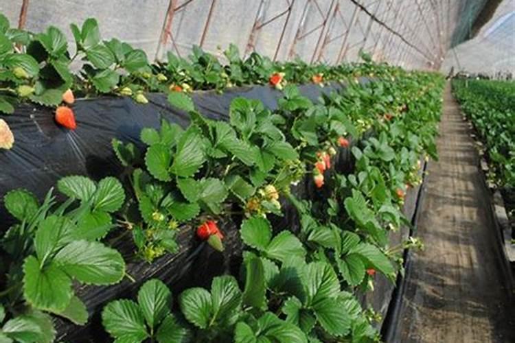 草莓怎么施肥？施什么肥比较好？