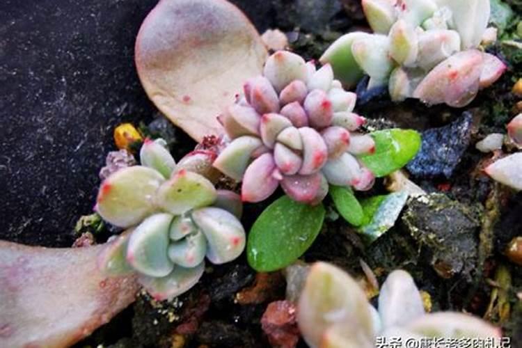 多肉老庄的叶片能叶插吗