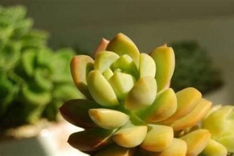 多肉植物的养殖方法:黄丽篇