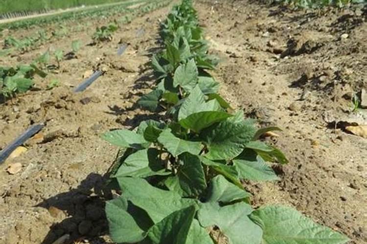 半夏豆什么时候播种