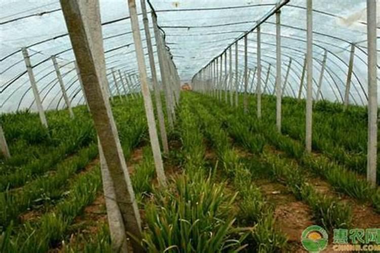 大棚韭菜冬季施肥方法 大棚韭菜冬季怎么施肥