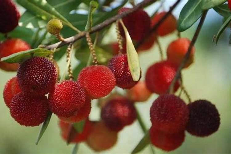 硼肥在杨梅膨果时期能增加种子的饱满度吗 硼肥怎么施效果好