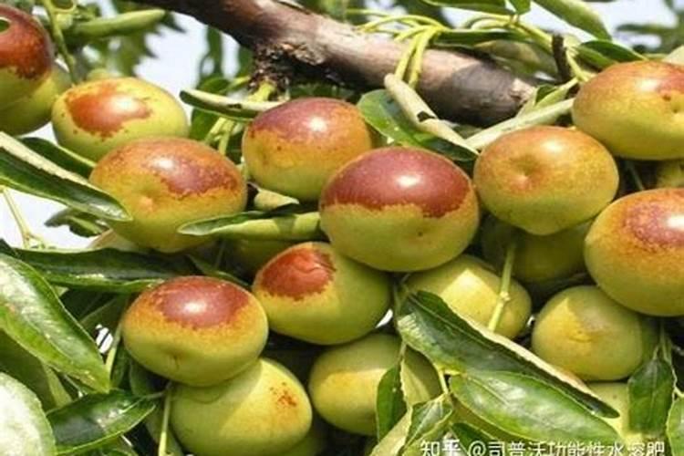 枣树出现裂果,是什么原因,来听听司普沃是怎样说的