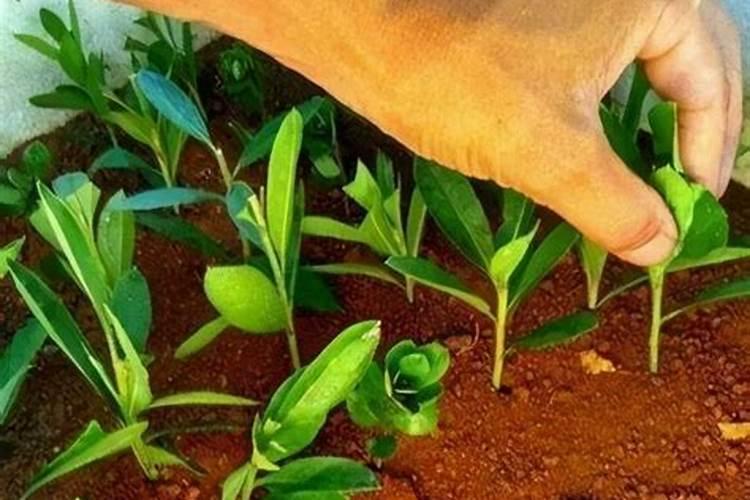 想问桂花树枝怎么用水生根