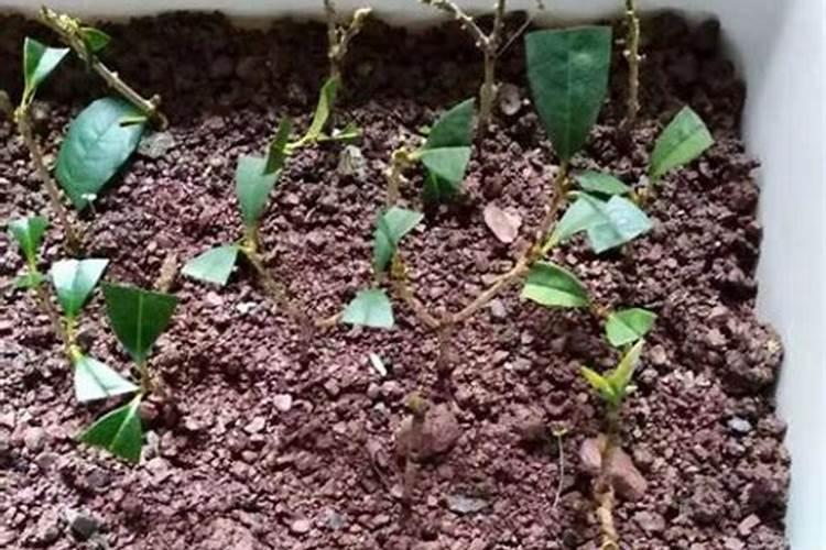 桂花树枝怎么用水生根