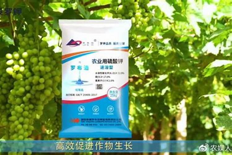 罗布泊硫酸钾——作物缺钾不用怕,国投罗钾帮您忙