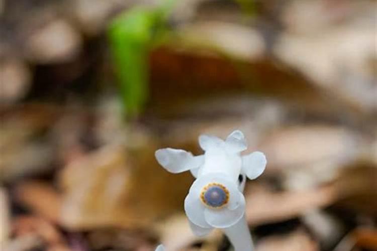 杭州发现罕见幽灵草,它对生长环境有什么要求？