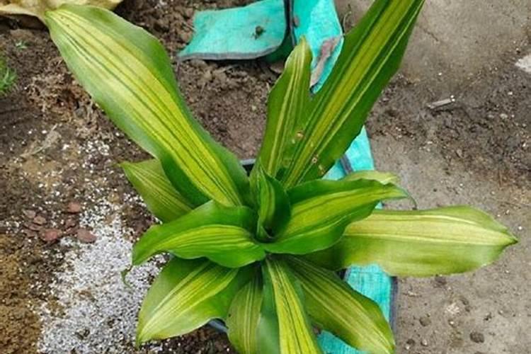 哪些花卉可以用控释肥施肥？