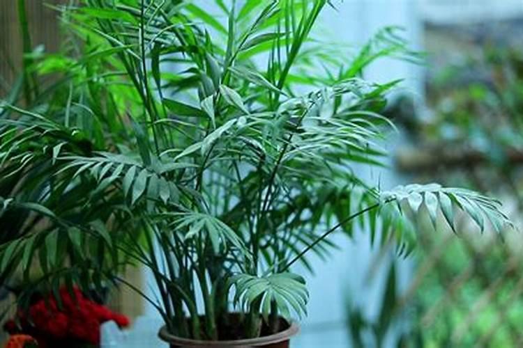 袖珍椰子如何施肥叶片肥厚翠绿