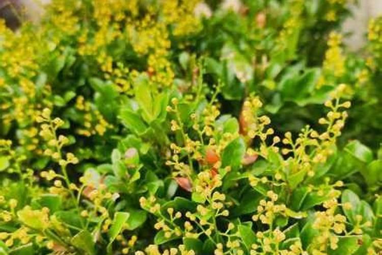 为什么米兰花开花了有时还不香