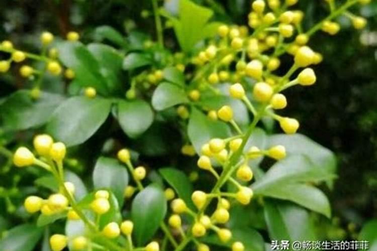 米兰开花为什么不香