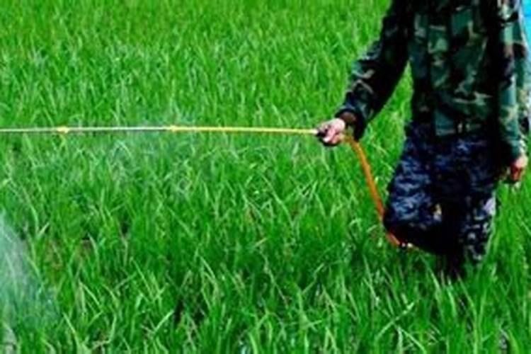 小麦打药后几小时下雨不怕,马上下雨对它有影响吗