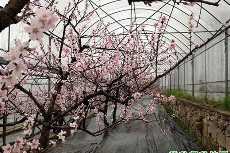 大棚桃树花后坐果期如何管理？