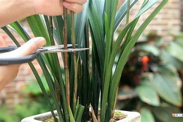 野兰花怎么修剪