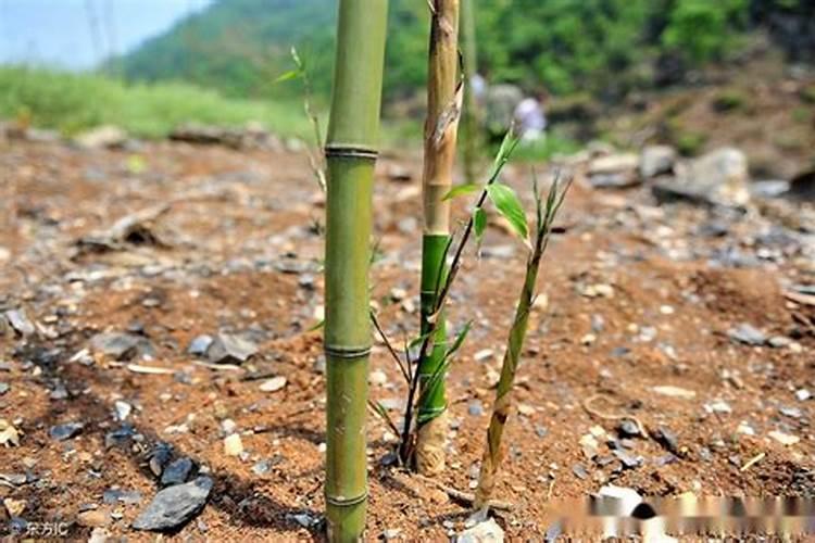 竹子种植如何施肥