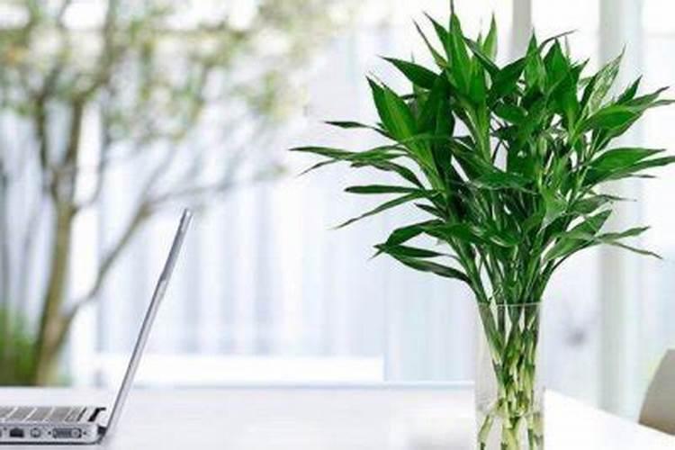 竹子怎么养才能更旺盛