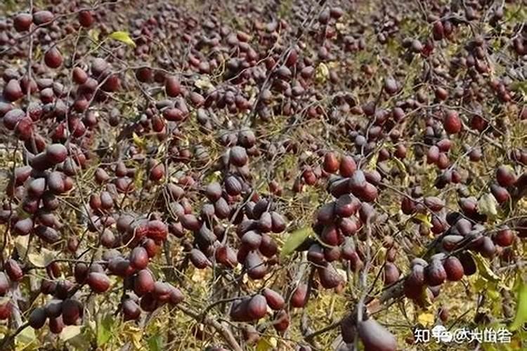 红枣树不打硼肥有什么后果