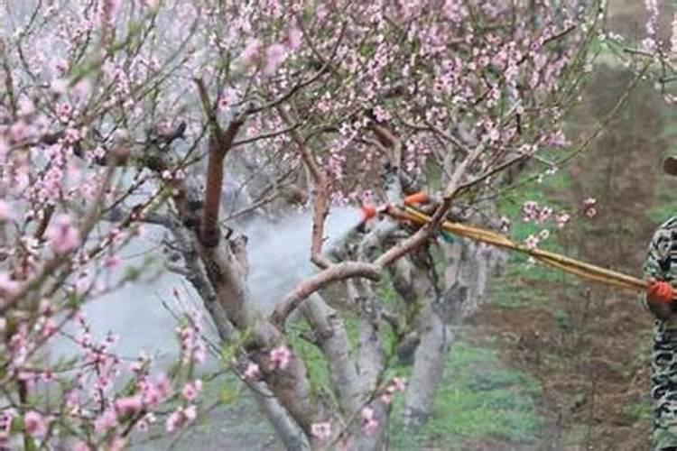 桃树结果时需要施什么肥