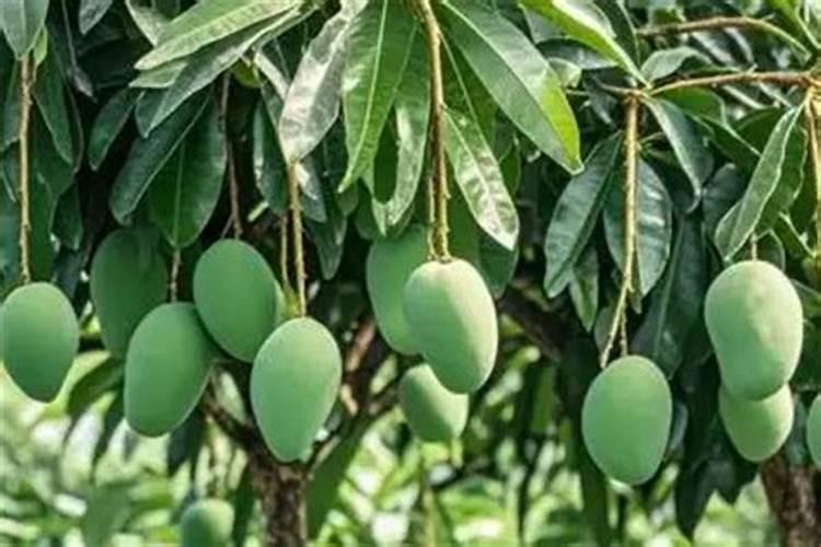 芒果树结果的时候能浇化肥吗