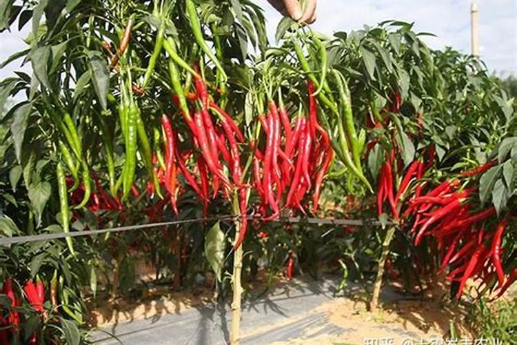 在番茄、辣椒、豆角开花到结果期间,怎么浇水和施肥？