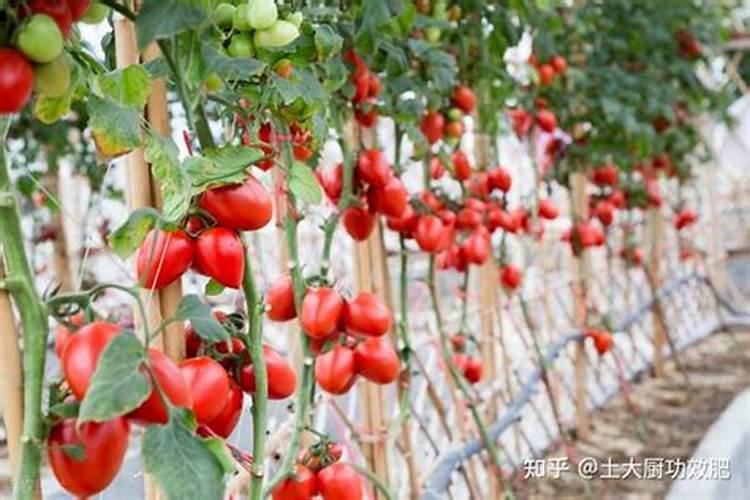 番茄,辣椒该怎样进行配方施肥 蔬菜技术