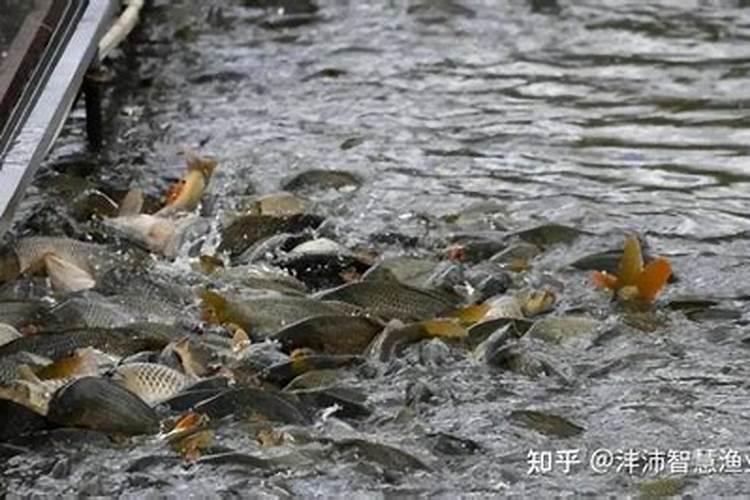 池塘如何正确肥水,减少误区
