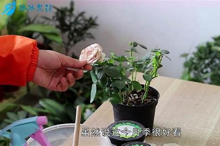 月季花怎么养护和施肥