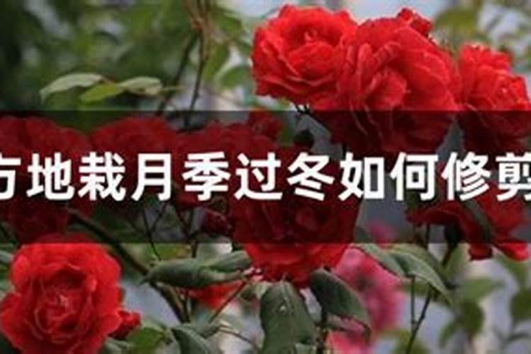 地栽月季北方怎么过冬