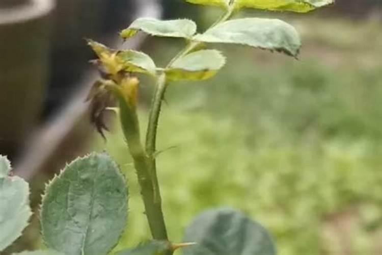 月季出新芽了,大家帮忙看看能晒太阳和施肥了吗